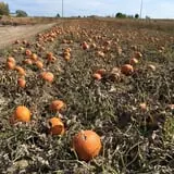 Engel Farms Pumpkin Patch photo