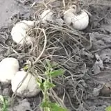 Engel Farms Pumpkin Patch photo