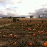 Engel Farms Pumpkin Patch photo