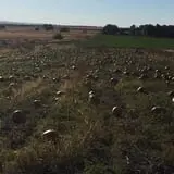 Engel Farms Pumpkin Patch photo