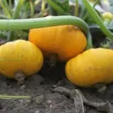 Engel Farms Pumpkin Patch photo