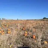 Engel Farms Pumpkin Patch photo