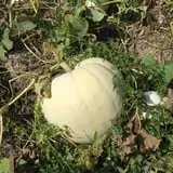 Engel Farms Pumpkin Patch photo