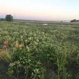 Engel Farms Pumpkin Patch photo