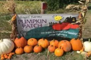 Engel Farms Pumpkin Patch