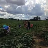 Trunnell's Farm Market Corn Maze & Fun Acre photo