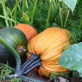 Trunnell's Farm Market Corn Maze & Fun Acre photo