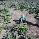 Trunnell's Farm Market Corn Maze & Fun Acre photo