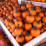Trunnell's Farm Market Corn Maze & Fun Acre photo