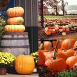 Trunnell's Farm Market Corn Maze & Fun Acre photo