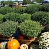 Trunnell's Farm Market Corn Maze & Fun Acre photo
