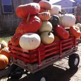 Trunnell's Farm Market Corn Maze & Fun Acre photo