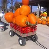 Trunnell's Farm Market Corn Maze & Fun Acre photo