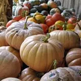 Trunnell's Farm Market Corn Maze & Fun Acre photo