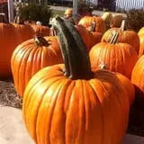 Trunnell's Farm Market Corn Maze & Fun Acre photo