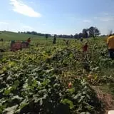Trunnell's Farm Market Corn Maze & Fun Acre photo