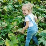 Trunnell's Farm Market Corn Maze & Fun Acre photo
