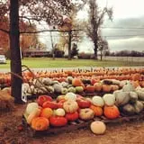 Trunnell's Farm Market Corn Maze & Fun Acre photo
