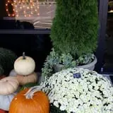 Trunnell's Farm Market Corn Maze & Fun Acre photo