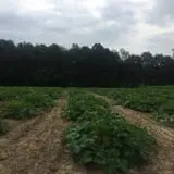 Noble Family Farms photo