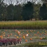 Noble Family Farms photo
