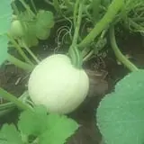 Noble Family Farms photo
