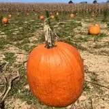 Noble Family Farms photo