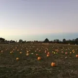 Noble Family Farms photo