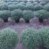 Noble Family Farms photo