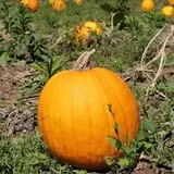 Noble Family Farms photo