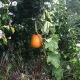 Butler Tree Farm photo
