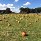 Butler Tree Farm photo