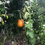 Butler Tree Farm photo