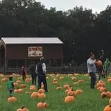Butler Tree Farm photo