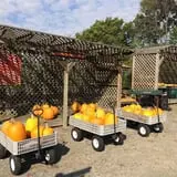 Butler Tree Farm photo