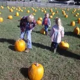 Butler Tree Farm photo