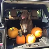 Butler Tree Farm photo