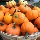 Rose Hill Farm photo