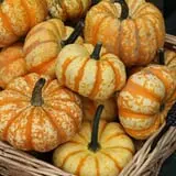 Rose Hill Farm photo