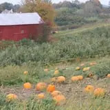 Rose Hill Farm photo