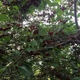 Rose Hill Farm photo
