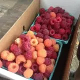 Rose Hill Farm photo