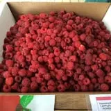 Rose Hill Farm photo
