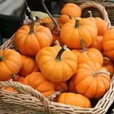Rose Hill Farm photo