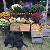Rose Hill Farm photo