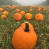 Rose Hill Farm photo