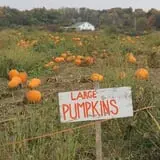 Rose Hill Farm photo
