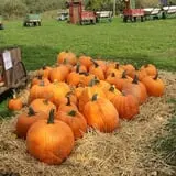 Rose Hill Farm photo