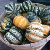 Rose Hill Farm photo