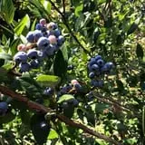Rose Hill Farm photo